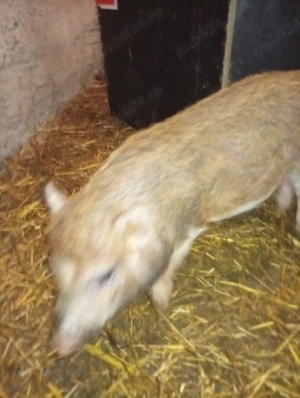 vierus vietnamez  - imagine 5