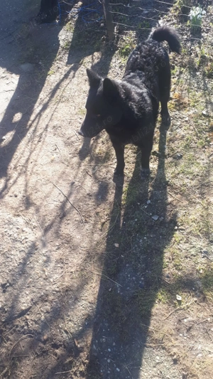 Caine intors oile - imagine 2