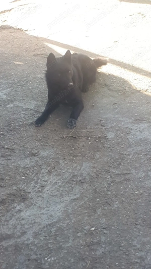 Caine intors oile - imagine 4