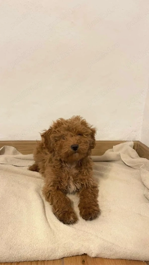 pudel toy  - imagine 3