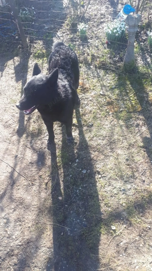 Caine intors oile - imagine 3