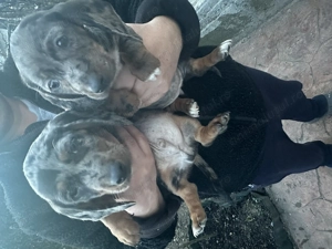 Teckel Blue Merle - imagine 3