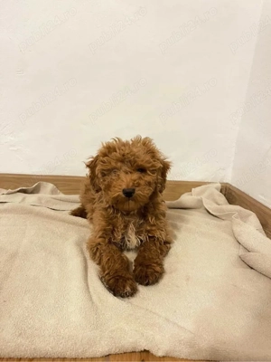 pudel toy  - imagine 2