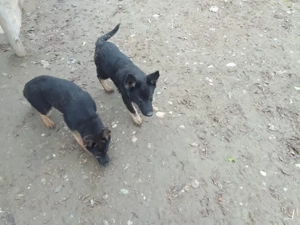 ciobanesc german si kangal - imagine 2