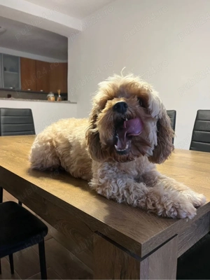 Pudel Pudel  - imagine 3