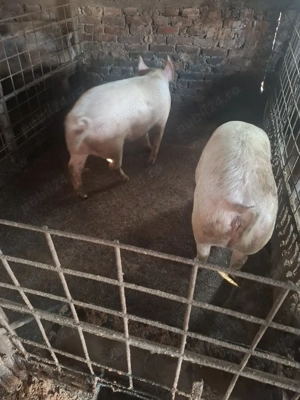 de vnzare doua purcele. - imagine 4