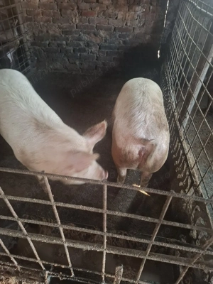 de vnzare doua purcele. - imagine 3