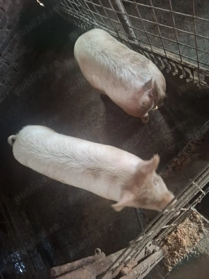 de vnzare doua purcele.