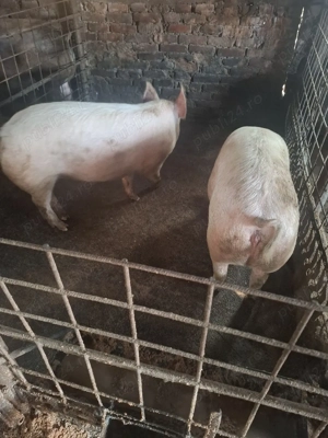 de vnzare doua purcele. - imagine 2