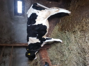 Junincă holstein de vânzare 