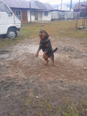 De vanzare  - imagine 2