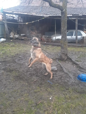 De vânzare  - imagine 3