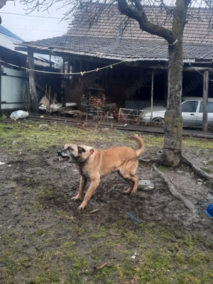 De vânzare  - imagine 2