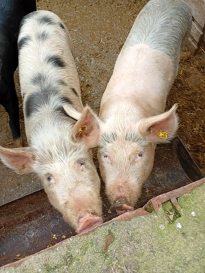 Vând grăsuni  - imagine 3