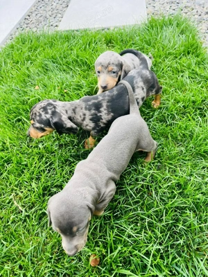 Teckel blue si iszabel disponibil,!!! - imagine 2