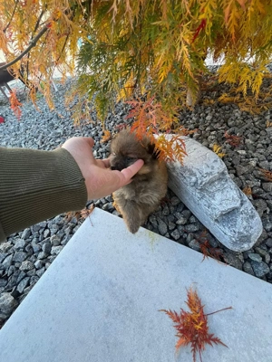 Teckel blue si iszabel disponibil,!!! - imagine 3