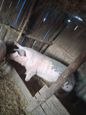 Porc de vanzare  - imagine 3