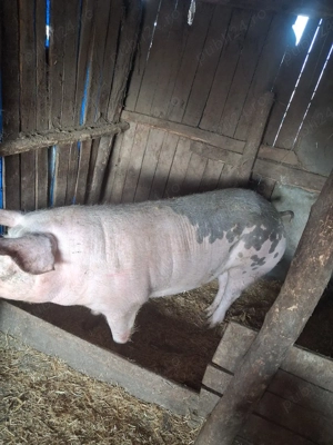 Porc de vanzare  - imagine 4
