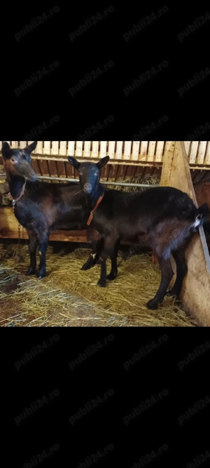 Doua xapre gestante si un tal - imagine 3