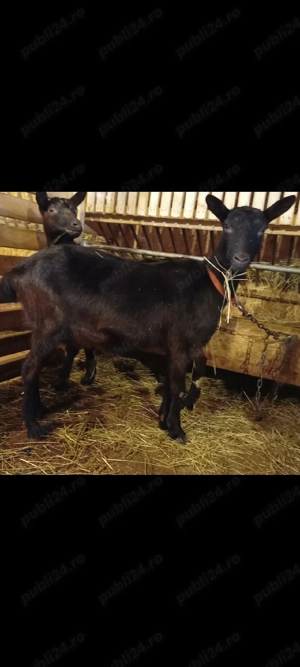 Doua xapre gestante si un tal - imagine 2