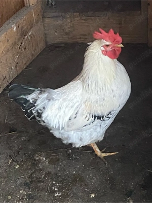 cocosel 7 luni - imagine 3