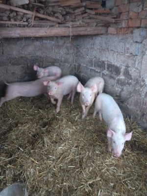 Vand purcei 12 saptamani