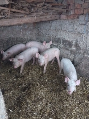 Vand purcei 12 saptamani - imagine 2