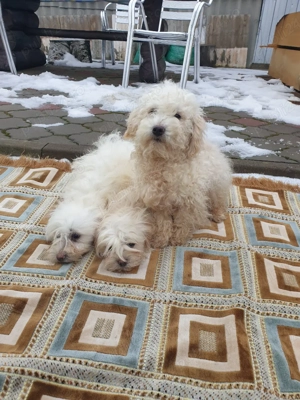 2 Bichon    Frise - imagine 2