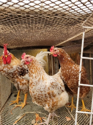 Vand oua  incubat Pita Pinta Roxa - imagine 2