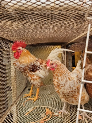 Vand oua  incubat Pita Pinta Roxa - imagine 3