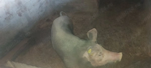 Purcele de vânzare  - imagine 2