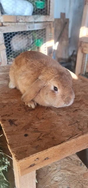 Iepuri de vanzare - imagine 5