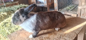 Iepuri de vanzare - imagine 4