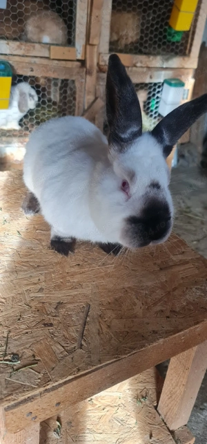 Iepuri de vanzare - imagine 2