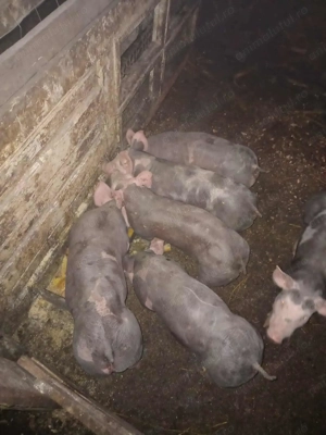 Purcei rasa pietrean pur