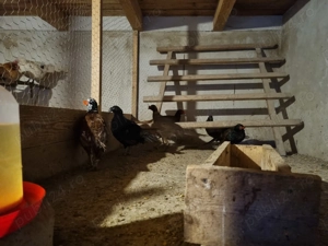 3 perechi fazani tenebros si metis comun schimb cu curci - imagine 5