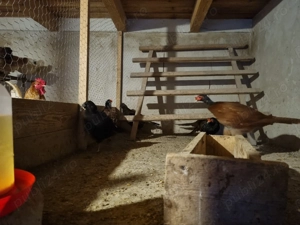 3 perechi fazani tenebros si metis comun schimb cu curci - imagine 3