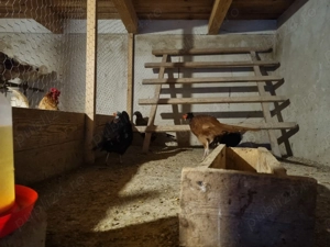 3 perechi fazani tenebros si metis comun schimb cu curci - imagine 2