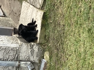 Căței ciobănesc german  - imagine 3