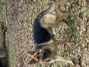 Căței ciobănesc german  - imagine 4