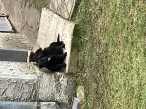 Căței ciobănesc german  - imagine 2