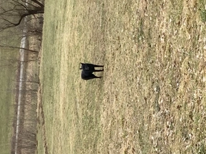 Căței ciobănesc german  - imagine 5