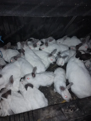 Iepurasi californiei