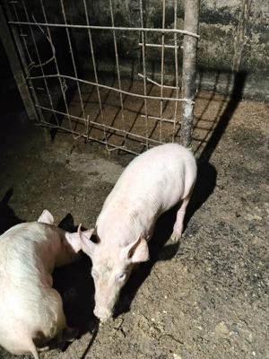 Scrofita metis pietrain