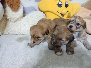 bishon maltez  - imagine 2