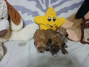 bishon maltez  - imagine 3