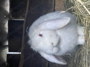 Vând 2 iepuroi berbec german și o pereche țărănești  - imagine 2