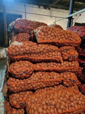 Cartof de sămănță