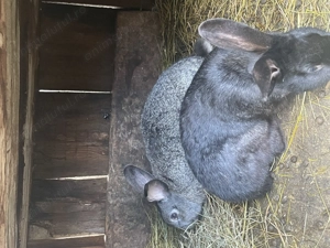 Vând 2 iepuroi berbec german și o pereche țărănești  - imagine 3