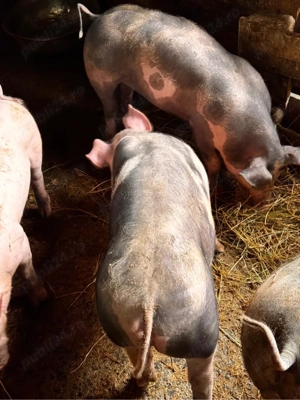 purcei pietrain de vanzare - imagine 5